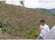4.000 Hektar Lahan di Desa Cenrana Akan Menjadi Pusat Kopi Robusta Sulawesi Selatan
