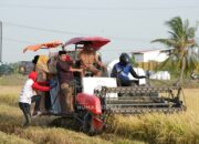 Panen Padi di Salobukkang, Bupati Sidrap Fokus Peningkatan Pendapatan Petani